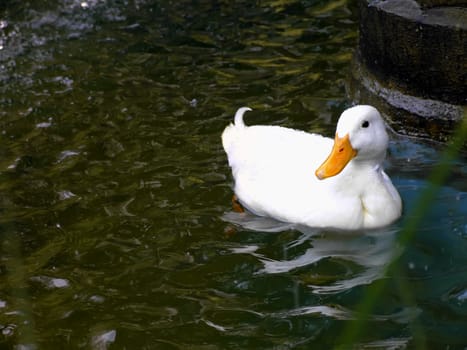 Bird Series - Photos depicting various birds in different situations