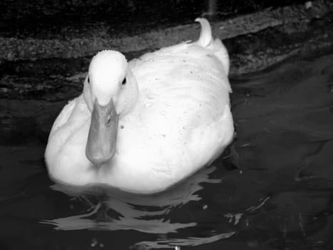 Bird Series - Photos depicting various birds in different situations