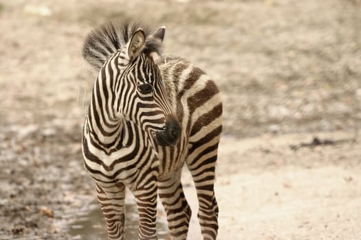 Young zebra with hay in mane