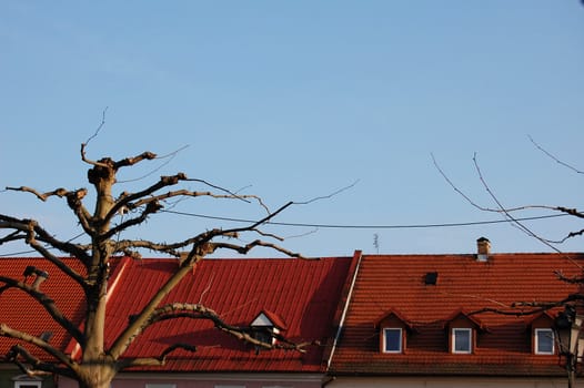 red roofs and a tree in Poland