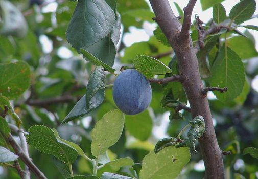 The ripened plum on a branch of a tree in the beginning of September