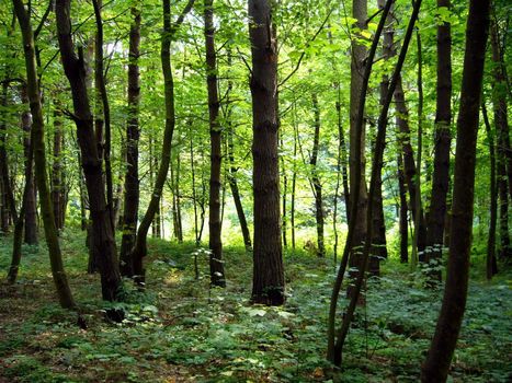 green forest in Poland