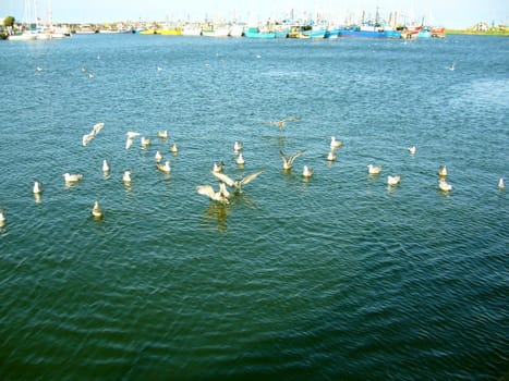 seagulls in Eastern Europe