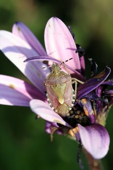 bug in a flower closeup