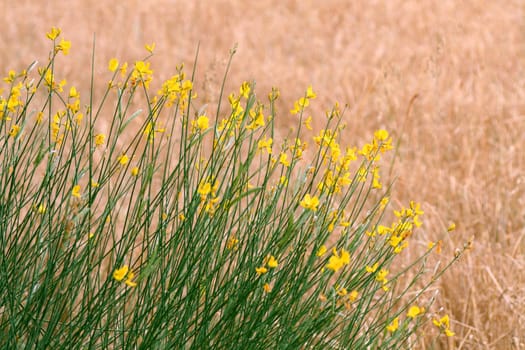 anise flowered plant with a wheat plantation as background
