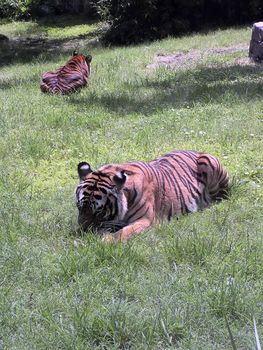 Beautiful tiger cubs in their natural habitat by waterhole