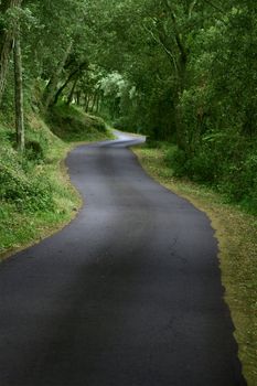 A sinuous road in the forest
