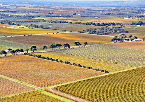 Aerial view of Agricultural Grape Vines and Orchards in Autumn, Aldinga, South Australia