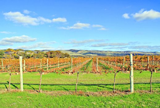 Winery Grape Vines in Autumn Colours. Aldinga, South Australia