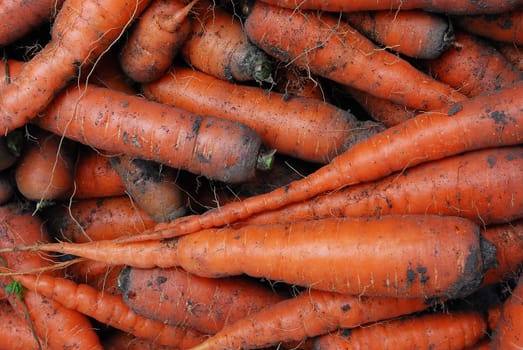 A Head of Gathered Carrots with Mud