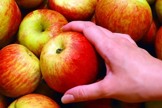 Female Hand Holding Apple on Heap of Apples Background