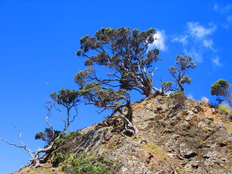 Trees on Rocky Outcrop, Whangapoua Beach, New Zealand