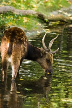 Male Philippine spotted deer standing in water and drinking