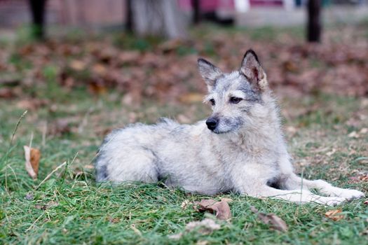 pitiful grey grey dog lying on grass 
