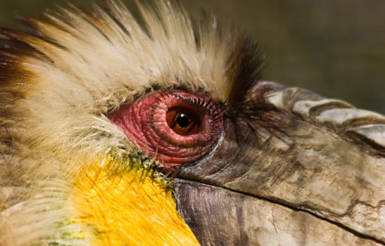 Head of male Wreathed Hornbill in side angle view - horizontal image