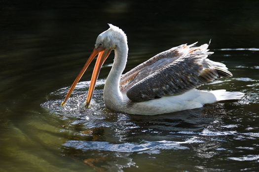 Pelican swimming and fishing with open beak in sunshine