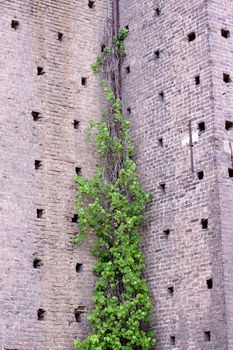 ivy on the castle wall
