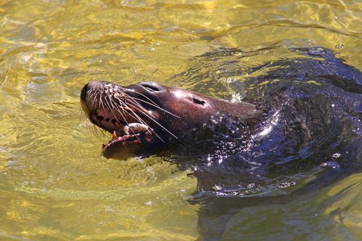 Australian Sea-Lion eating a Fish. Neophoca Cinerea - endangered species.