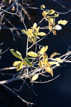 leaves and lifeless branches on black
