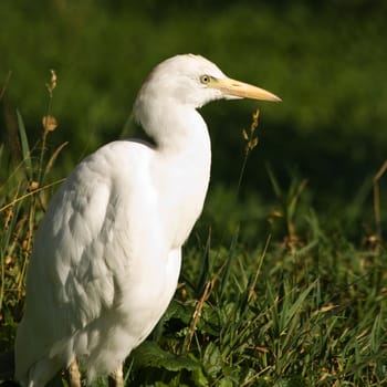Cattle egret or cow heron hunting for insects