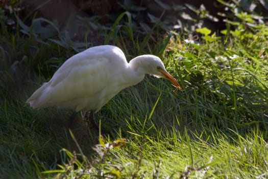 Cattle egret hunting for insects on early summer morning