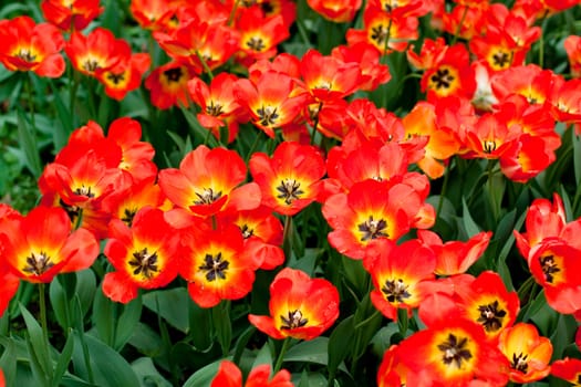 red and yellow tulips on green
