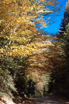 road, autumn forest and blue sky
