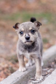 pitiful grey puppy on road 
