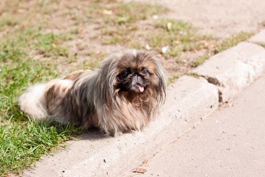 Old pekingese lying on curb 
