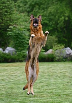 Jumpoing german shepherd