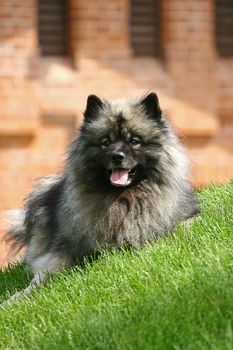 Spitz-type dogs (the correct German plural is Spitze, though Spitzen is commonly used in the United States) are a type of dog, characterized by long, thick, and often white fur, and pointed ears and muzzles. The tail is usually curled over the dog's back.