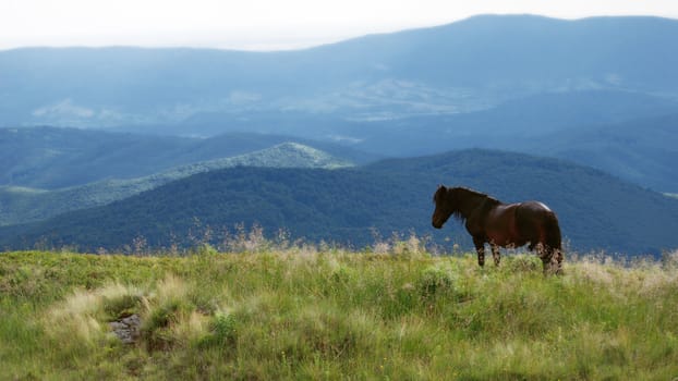 a dark horse pastures in a mountain meadow