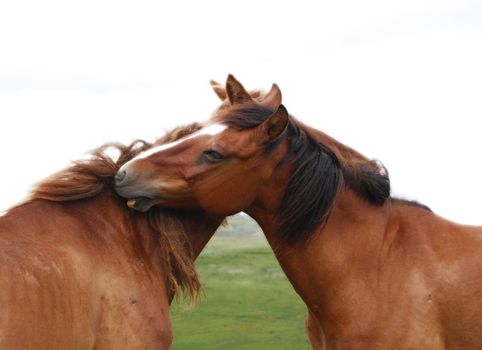 horses love and embracie each other 