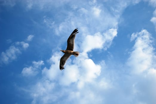 big seagull flying in the blue sky