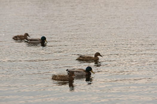 Sunset. Five ducks swimming in the pond