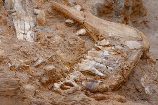 5 million years old scattered fossil bones from Langebaanweg, South Africa. The picture shows a jawbone of an ancestor to the modern giraffe