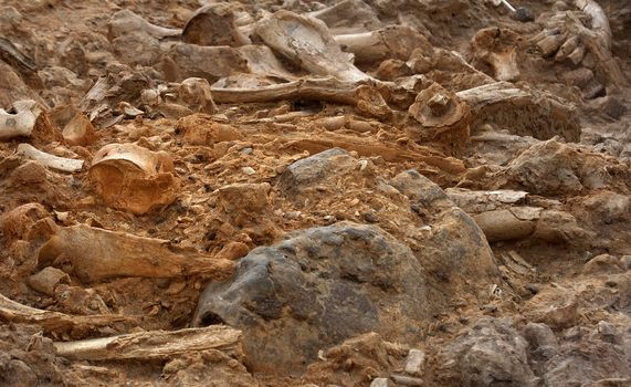 5 million years old scattered fossil bones from Langebaanweg, South Africa. 