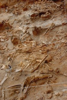 5 million years old scattered fossil bones from Langebaanweg, South Africa. In the lower part of the picture you can see the jaw bone of an ancestor to the giraffe.