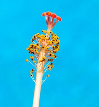 Macro image of the stamen and pollen of a hibuscus flower photographed against the reflected blue of a pool