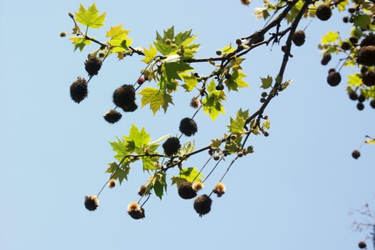 cones of platan tree on the blue backgroud of sky