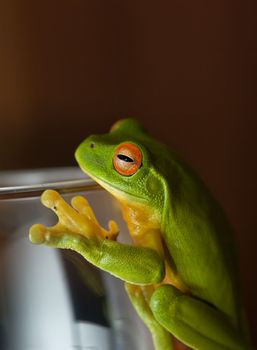 a green tree frog sits on a glass
