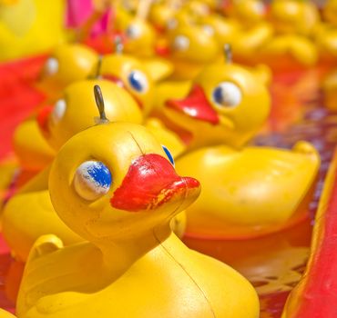 lots of yellow plastic ducks floating along