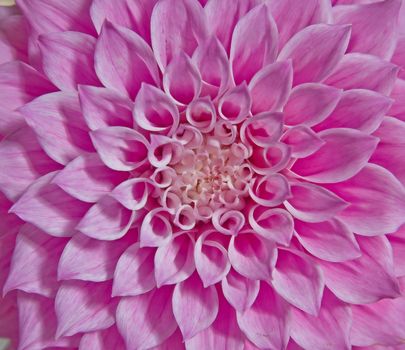 beautiful bright pink dahlia with soft focus