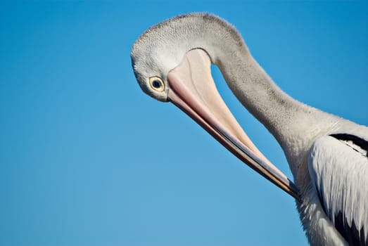 a beautiful pelican in front a blue sky