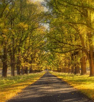 soft and dreamy yellow tree lined road in autumn or fall