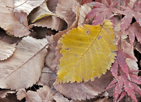 great background image of fallen fall or autumn leaves