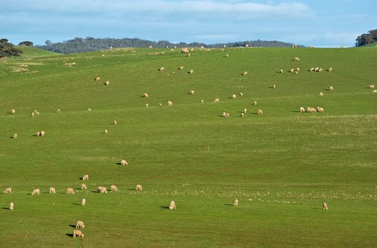 great image of sheep in rolling green hills of grass