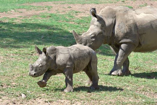 a mother and baby black rhino together