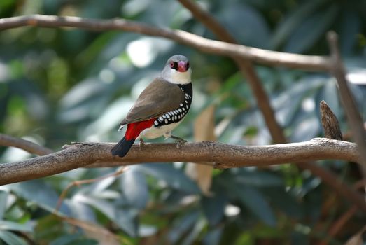 a rare and endangered diamond firetail finch sits on a branch