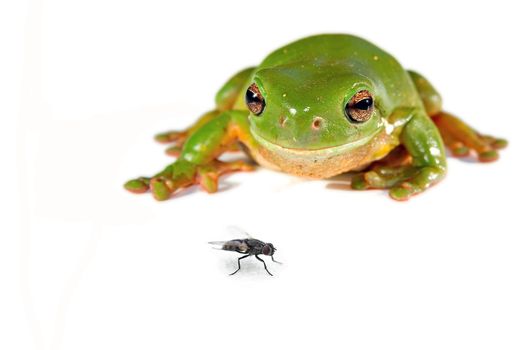 litoria caerula - a green tree frog on white about to jump on a fly